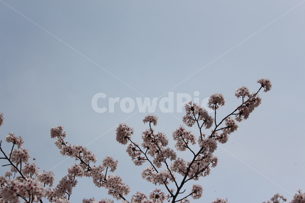 봄,벚꽃,spring,하늘,대조,색감,분위기,sensitive,feeling,flower,꽃나무,tree