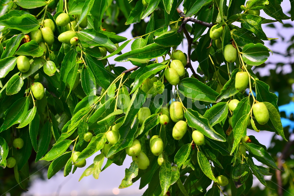 대추,대추나무,건강식품,대추차,jujube,달콤한,맛,과일,가을열매,가을이미지,나무열매,fruit,food,asian,동양적,한국적,한약재료,주렁주렁,풍년,풍성한,식물,자연,plants,nature,음식,식재료,요리,food,cook,meal,dishes,food reserves,과일,열매,fruit