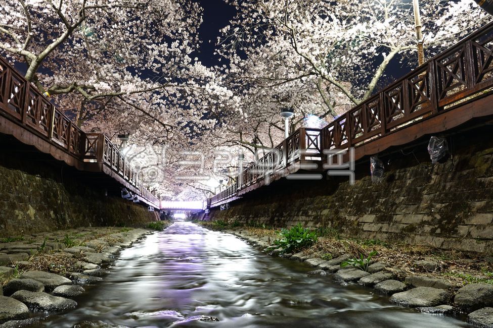 night view,cherry,Cherry Blossom,sights,color,cherryblossom,Spring Flower Festival,branch,Spring spirit,spring flowers,spring,trail,white,bloom,stream,sight,River,season,spring day,treebranch,Gyeongsangnamdo,deck road,park,Gunhangje Festival,Cherry Blosso