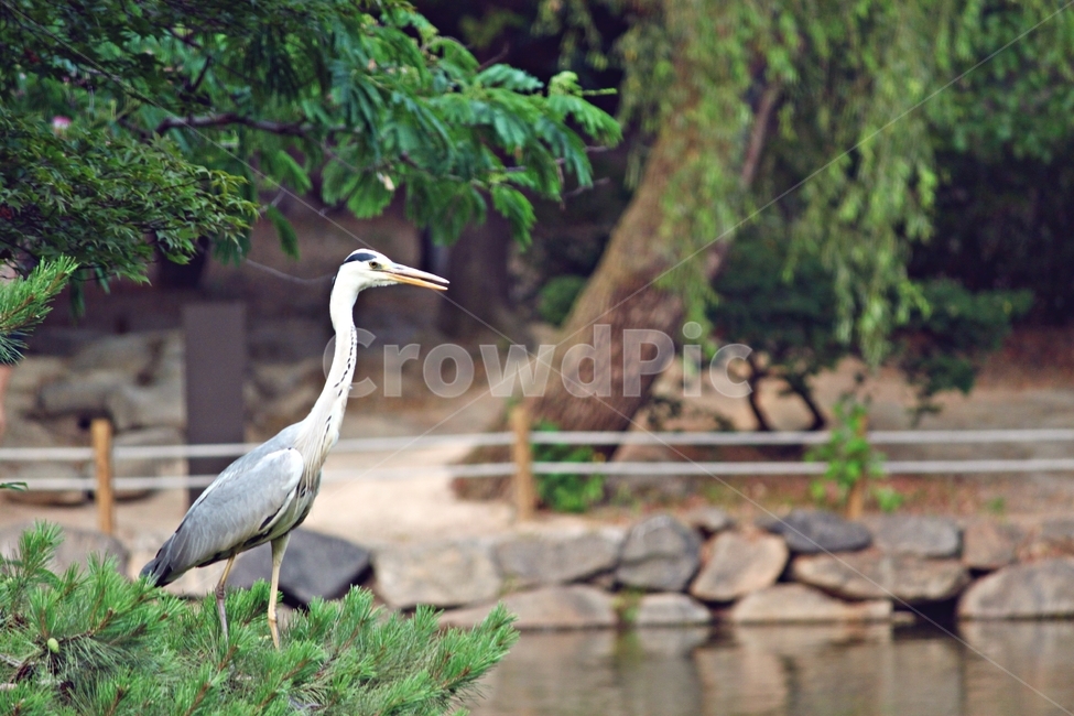 학,새,동물,bird,궁,나무,tree,자연,nature,조화,연못,감성,동물,animal,조류,새,birds