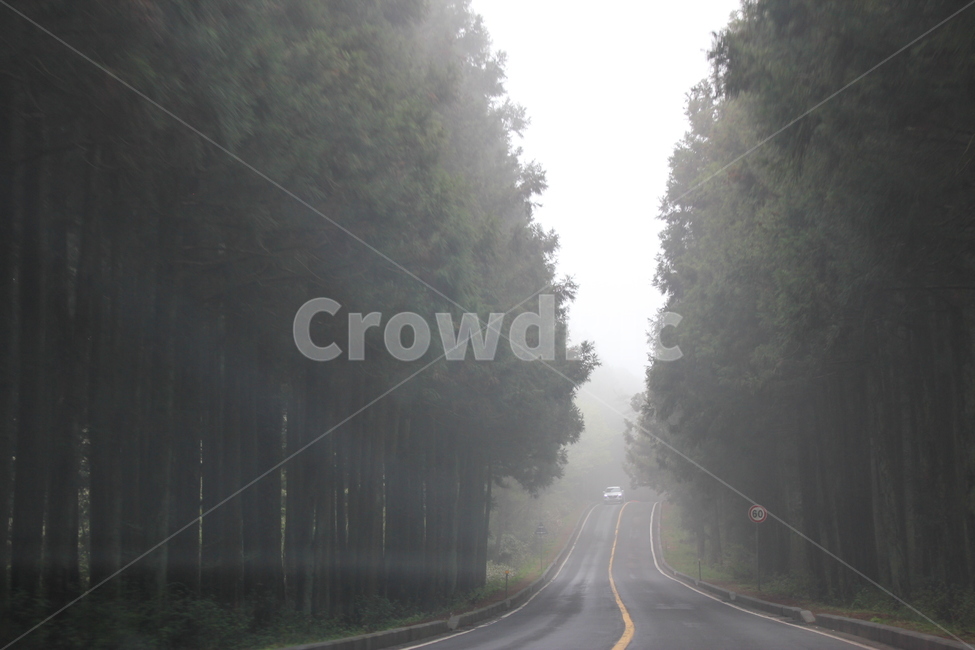 안개,숲터널,숲길,안개낀길,제주도,자연,풍경,nature,landscape,road,도로,highway,고속도로,freeway,고속 도로