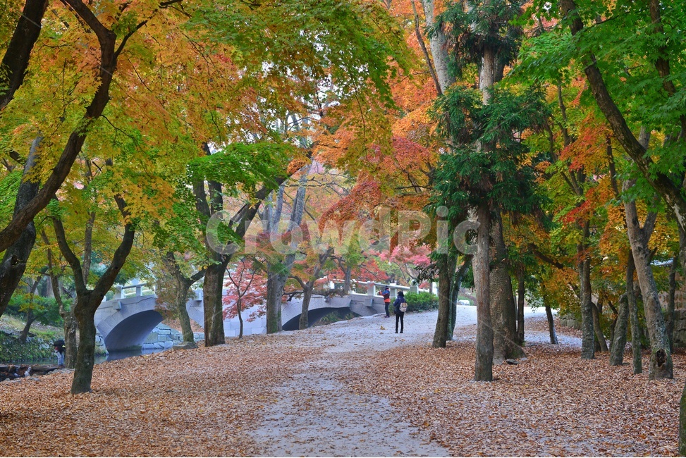 path,통로,walkway,보도,wall,벽,plant,식물,tree,나무,outdoors,옥외,treetrunk,나무줄기,고창,선운사,도솔천,선운사가을,추색,만추,가을