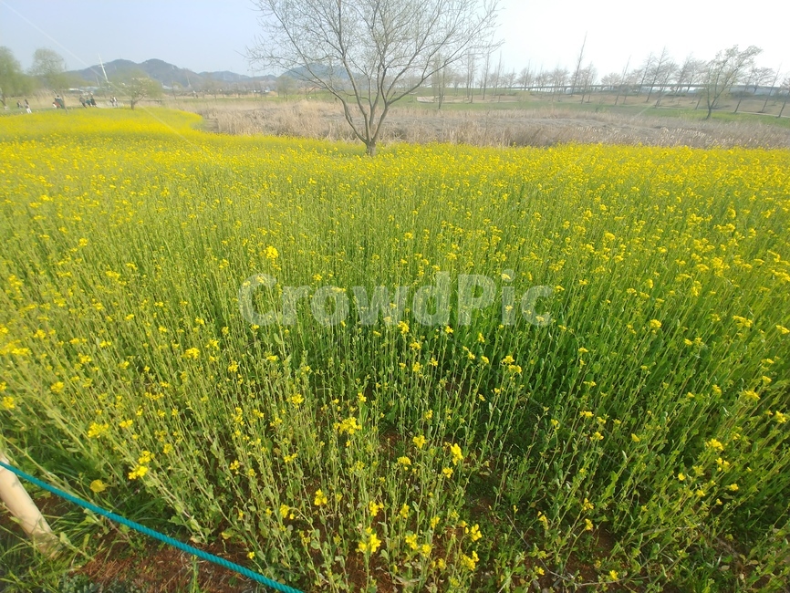 유채꽃,yuchae,yellowflowers,field,nature,outdoors
