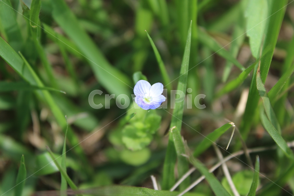 야생화,들꽃,들에핀꽃,야생꽃,작은꽃,칼라풀,식물,자연,plants,nature,꽃,flower
