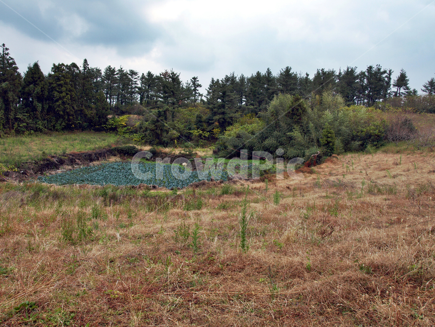 녹남봉,오름,올레12코스,올레길,제주,서귀포시,밭,농작물,자연,풍경,nature,landscape,plant,식물,tree,나무,fir,전나무,land,땅,outdoors,옥외