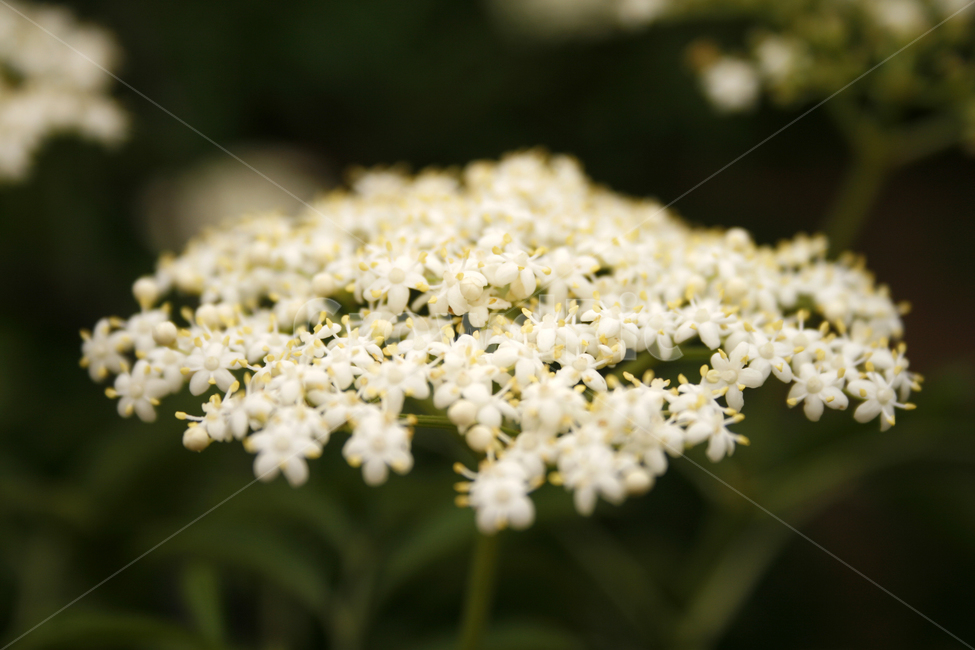 딱총나무,식물,flower,plants,nature,꽃,식물,자연,plants,nature,꽃,flower