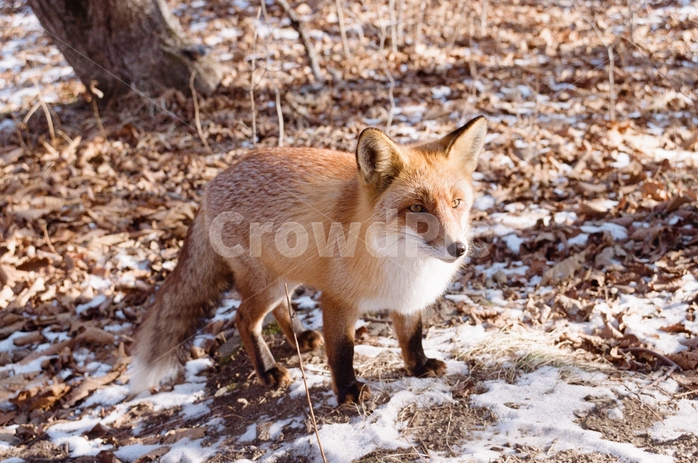 여우,붉은여우,동물,포유류,야생,야생동물,animal,러시아,해외,fox,동물,animal,포유류,mammal