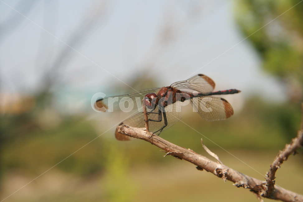 잠자리,곤충,가을,자연,nature,insect,휴식,쉼,dragonfly,아웃포커스,풍경,시골,동물,animal,곤충,벌레,insect,bug