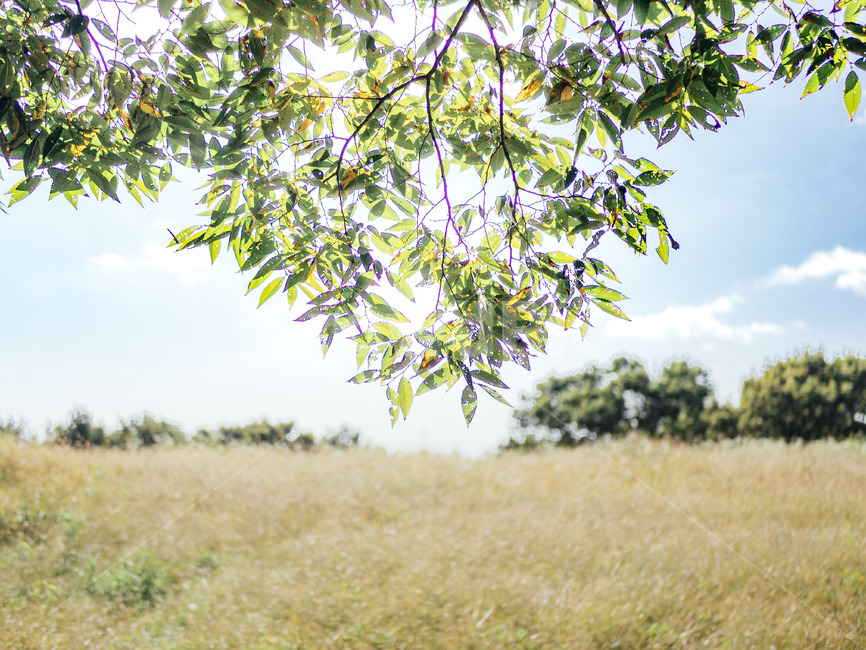 plant,식물,tree,나무,풍경,가을,나뭇잎,자연,풍경,nature,landscape