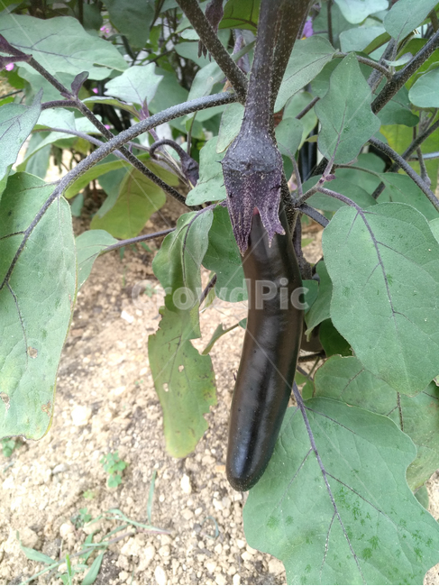 가지,나물,채소,가지재배,가지농사,채소,야채,vegetables
