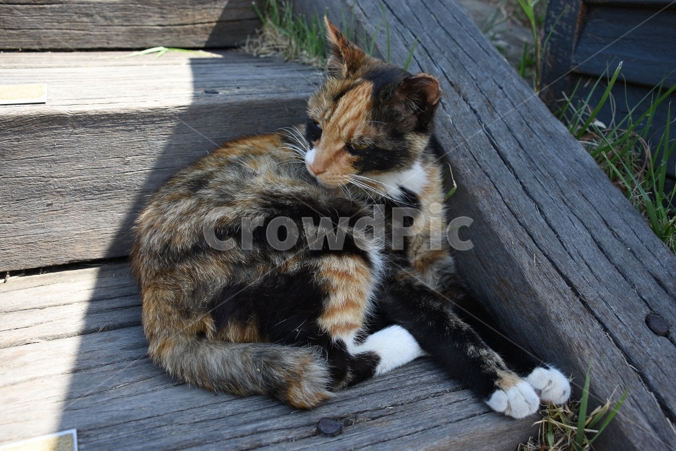 동물,고양이,포유류,휴식,게으름,피곤,animal,cat,동물,animal,포유류,mammal,고양이,cat,kitten,kitty