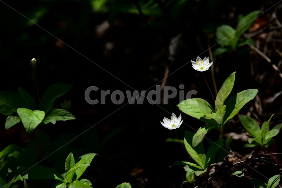 참기생꽃,야생화,꽃,식물,자연,생태,플라워,flower,plants,nature,식물,자연,plants,nature,꽃,flower
