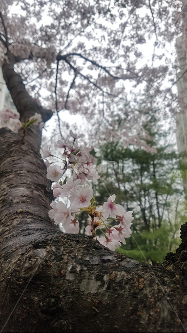 cherry blossom tree,spring,healing,rest,pink,Cherry Blossom,nature,tree,brown,flower