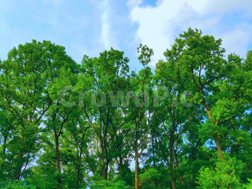 일상,daily,여행,나무,배경,색감,자연,초록,풍경,거리,Travel,treebackground,color,nature,Green,landscape,View,street,자연,풍경,nature,landscape,식물,plants,나무,trees,wood,tree,plant,vegetation,초목