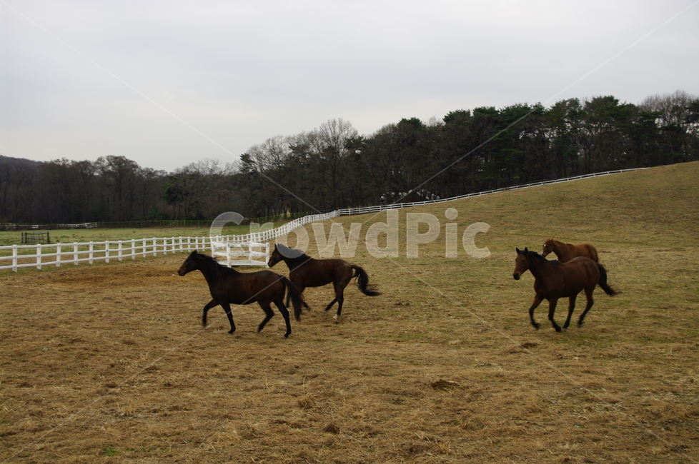 목장,말,말목장,종마,동물,동물,animal,포유류,mammal,산업,industry,industrial,목축업,목장,livestock farming,ranching,pasture