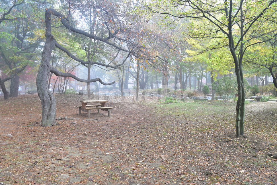 tree,나무,벤치,bench,숲,안개,낙엽,단풍,기다림,한적함