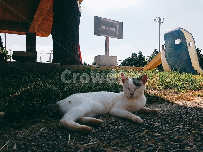 고양이,동물,낮잠,길냥이,휴식,동물,animal,포유류,mammal,고양이,cat,kitten,kitty