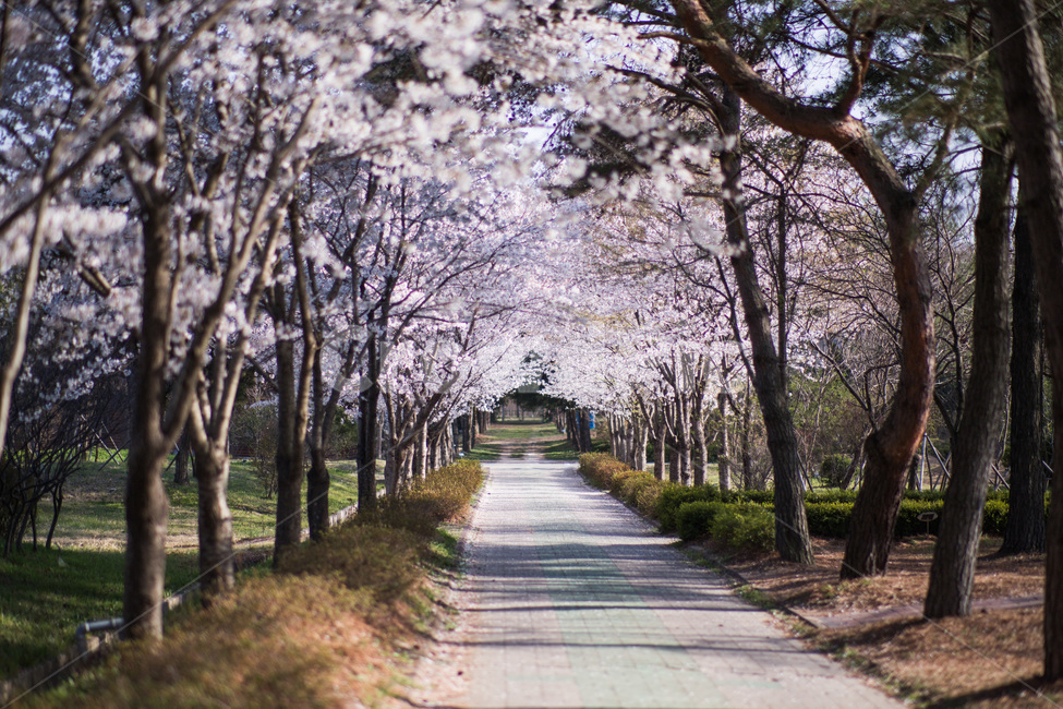 경북,경주,벚꽃,산림환경연구원,벚꽃길,봄,계절,spring,season,자연,풍경,nature,landscape,plant,식물,flower,꽃,blossom
