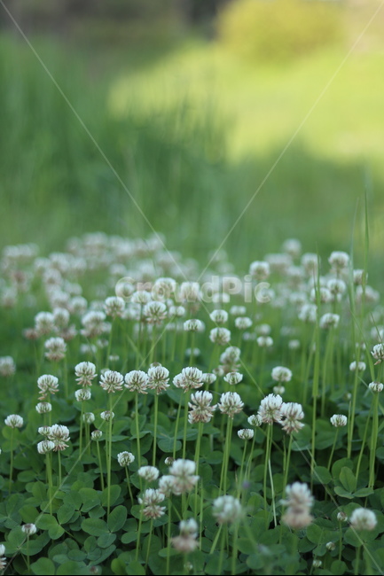 토끼풀,흰색,행운,맑음,봄,식물,자연,plants,nature,꽃,flower