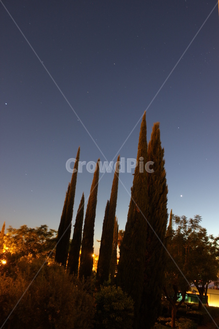 사이프러스,사이프러스나무,나무,야경,별,스페인,cypress,tree,nightview,nightscape,nightscene,star,자연,풍경,nature,landscape,야경,밤,nightscape,night,outdoors,옥외,universe,우주,astronomy,천문학,outer space,대기권 밖,starry sky,별이 빛나는 하늘,space