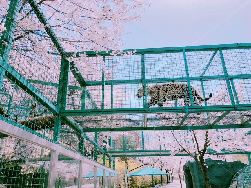 벚꽃,동물원,표범,왕벚꽃,벚꽃축제,봄,계절,spring,season,동물,animal,포유류,mammal,zoo