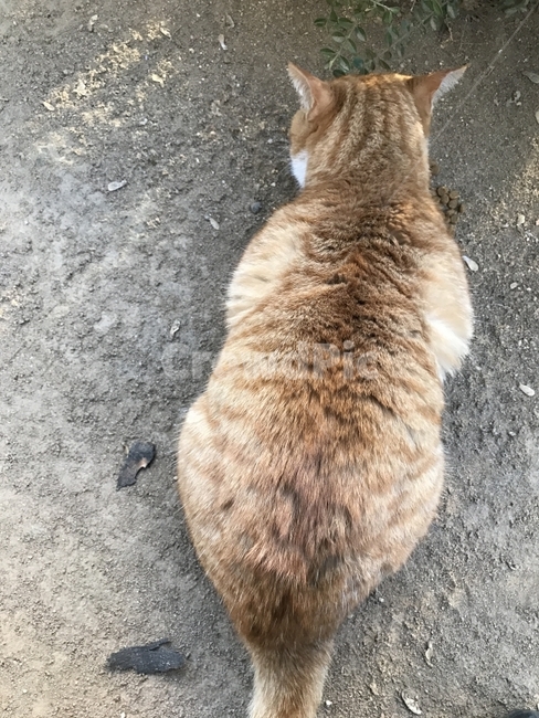 길고양이,길냥이,고양이,냥이,야옹이,치즈태비,노란고양이,휴식,산책,동물,Cat,Animal,동물,animal,포유류,mammal,고양이,cat,kitten,kitty