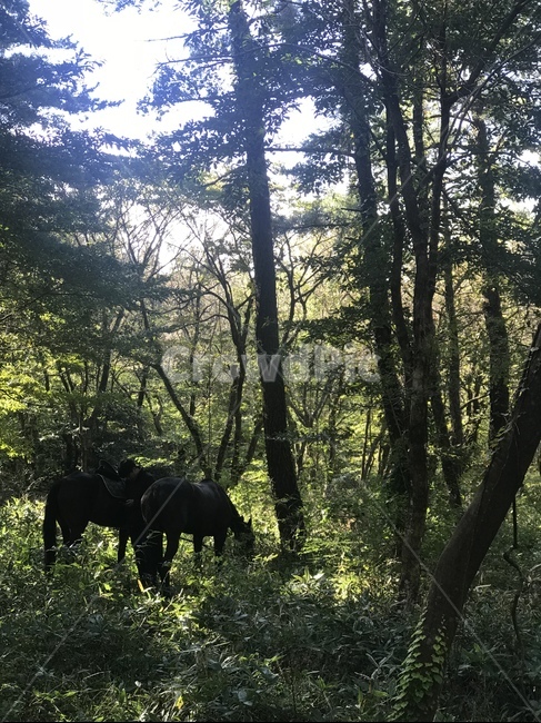 말,숲속,동물,자연,휴식,동물,animal,포유류,mammal