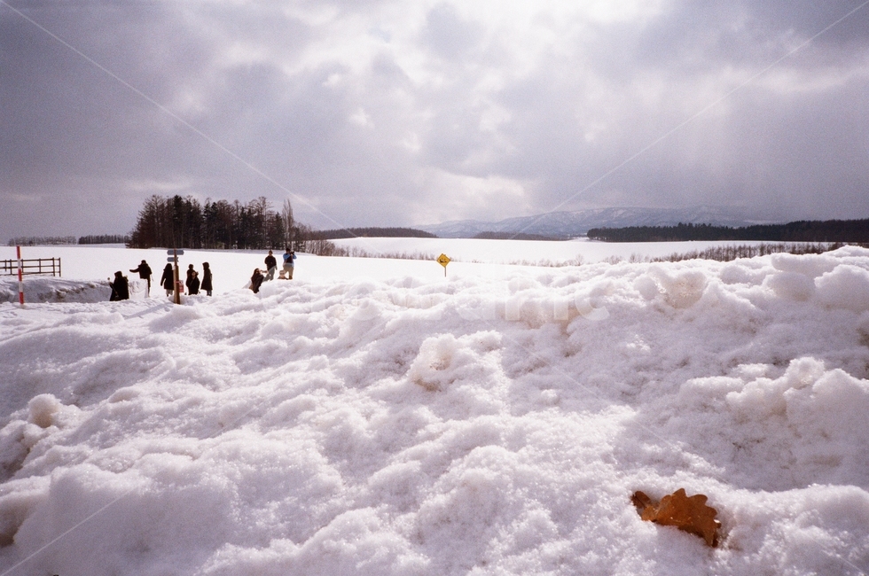 일본,훗카이도,비에이,japan,hokkido,biei,winter,겨울,눈,lotofsnow,nature,자연,빙,겨울,계절,winter,season