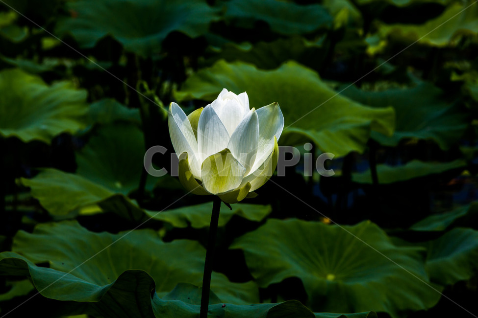 연꽃,연잎,문양,무늬,연못,식물,자연,plants,nature,꽃,flower