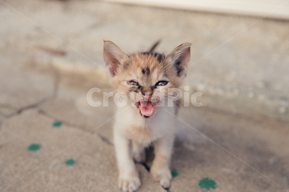 귀여움,야옹,반려동물,cats,mammals,animals,cute,meow,pets,mammal,포유류,cat,고양이,pet,abyssinian,동물,animal,아비시니안,manx,고양이새끼,kitten,동물,animal,포유류,mammal,고양이,cat,kitten,kitty