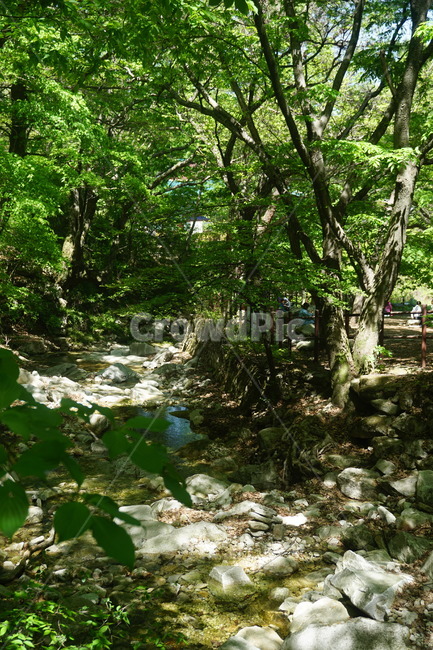 계곡,물,돌,나무,공주,공산성,자연,생태,자연친화적,아침,밝은,햇빛,valley,water,rock,stone,바위,tree,nature,morning,bright,sunshine