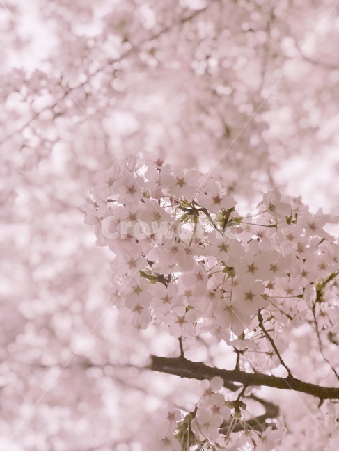 석촌호수,벚꽃,봄,벚꽃축제,분홍,봄,계절,spring,season,식물,자연,plants,nature,꽃,flower,plant,blossom