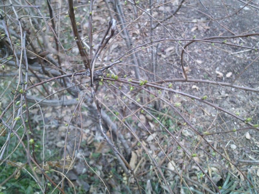 새싹,봄,나뭇잎,봄나무,작은잎,식물,잎,leaf,식물,자연,plants,nature