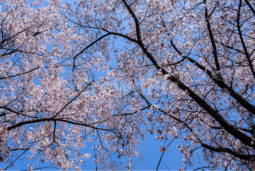 식물,벚꽃,나무,하늘,꽃,flower,cherryblossom