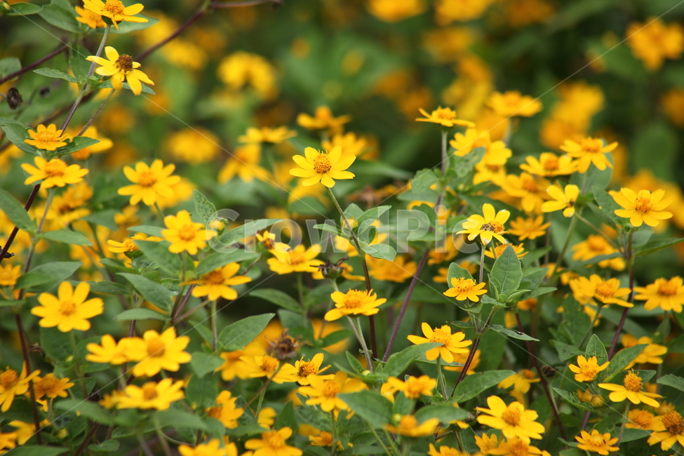 멜람포디움,꽃,국화과,melampodium,plant,식물,자연,plants,nature,꽃,flower