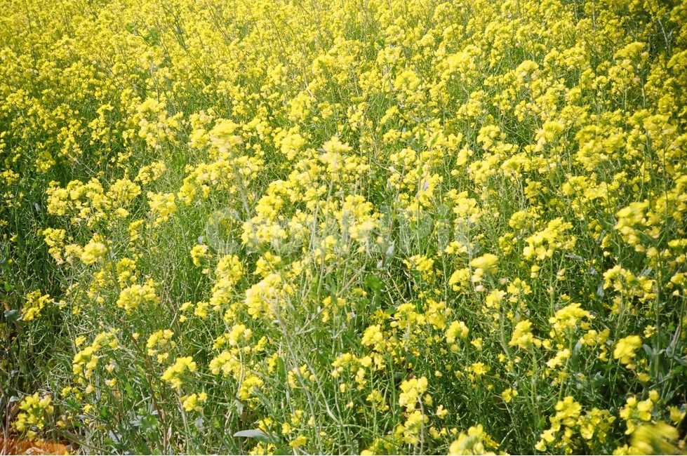 제주도,유채꽃,꽃,필름카메라,jejuisland,jeju,rapeflower,flower,filmcamera,vlffma