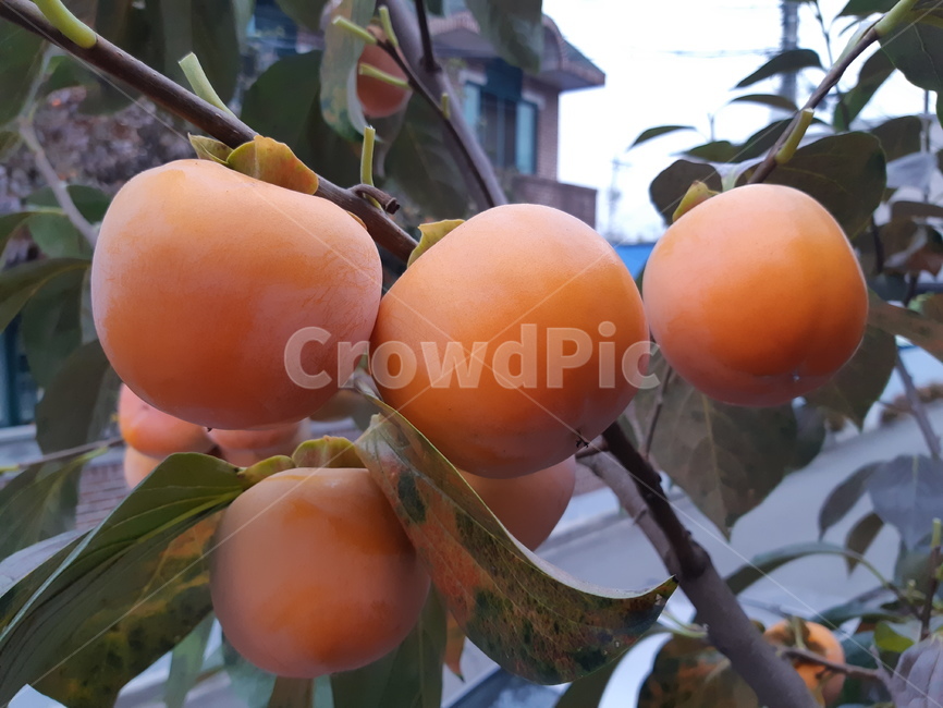 food,음식,plant,감,과일,fruit