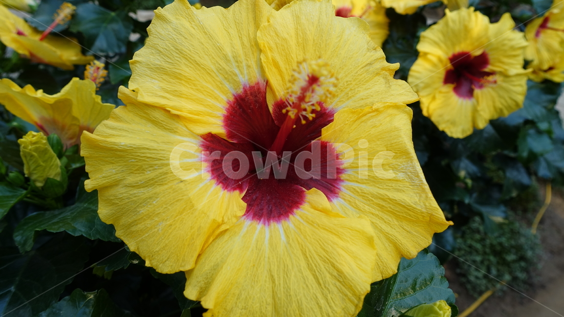 식물,plant,꽃,flower,blossom,꽃송이,히비스커스