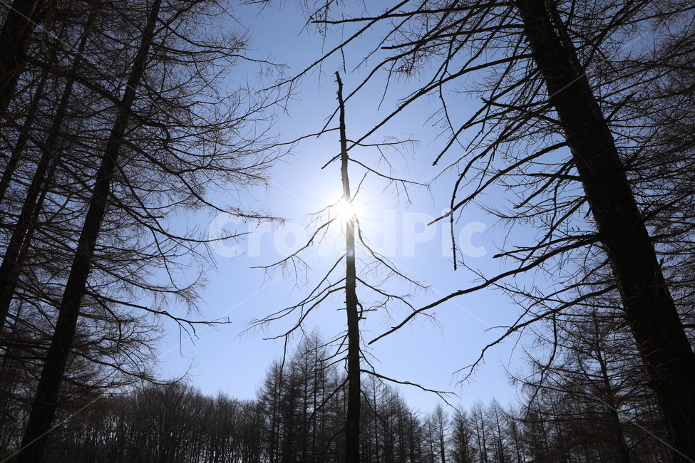 나무,숲,산,태양,태백산맥,자연,풍경,nature,landscape,나무,trees,wood,flare,플레어,light,빛,sunlight,햇빛,plant,식물,tree