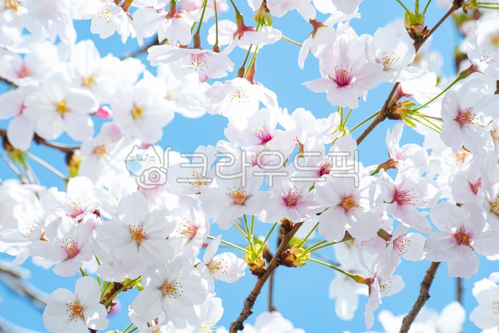 blue sky,cherry tree,pink,Cherry Blossom,May,cherries,cherryblossom,March,flowering,scenery,branch,spring,petal,white,copy space,weather,season,spring news,sky,pink flowers,blossom,natural,nature,clear,tree,full bloom,April,flower,cherry blossom tree,outd