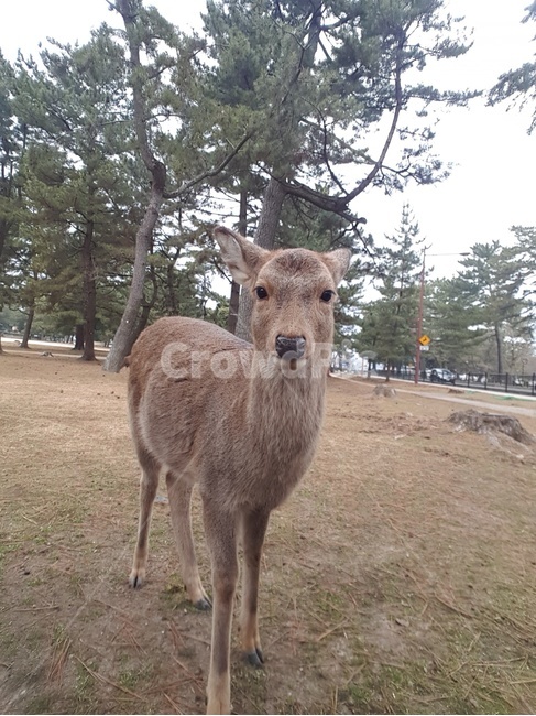 일본,사슴,사슴공원,나라,오사카,동물,animal,포유류,mammal