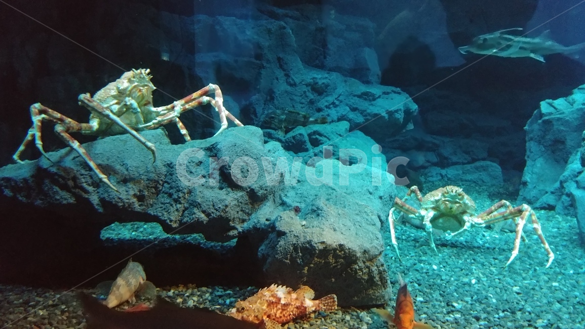 shellfish,ocean,snow crab,pattern,animal,underwater,Biology,crab,life,aquarium
