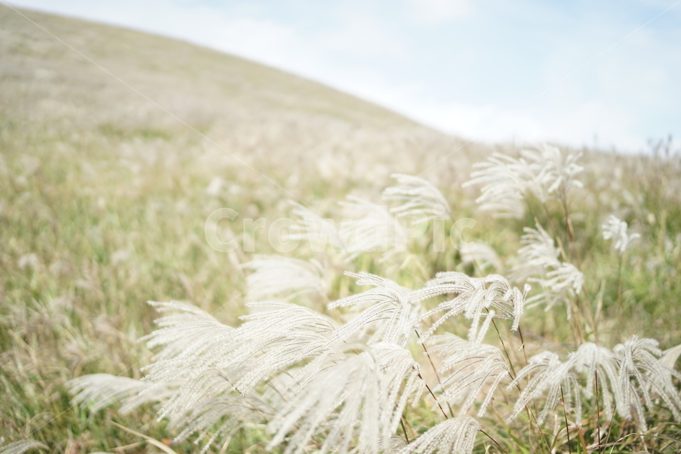 제주도,억새풀,가을,바람,하늘,제주,가을,계절,fall,autumn,season,식물,자연,plants,nature,grass,잔디,plant,lawn