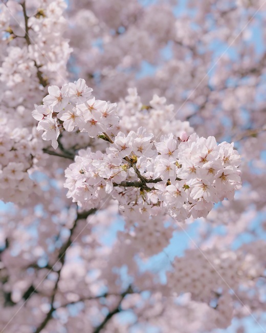 벚꽃,봄,나무,겹벚꽃,벚나무,꽃,나들이,가지,분홍색감,하늘,맑음,봄,계절,spring,season,식물,자연,plants,nature,꽃,flower,plant,blossom
