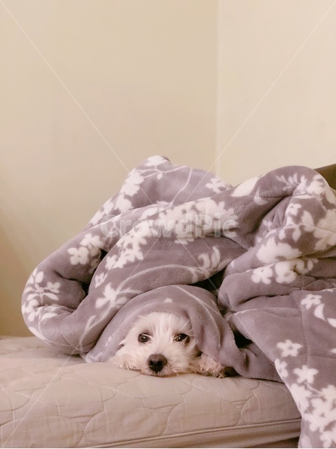 강아지,반려견,말티즈,이불,멀멍이,동물,animal,포유류,mammal,개,강아지,dog,doggy