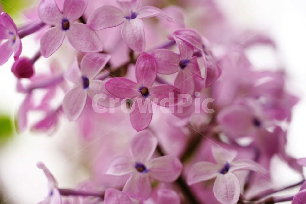 라일락,수수꽃다리,물푸레나무과,식물,봄,식물,자연,plants,nature,꽃,flower