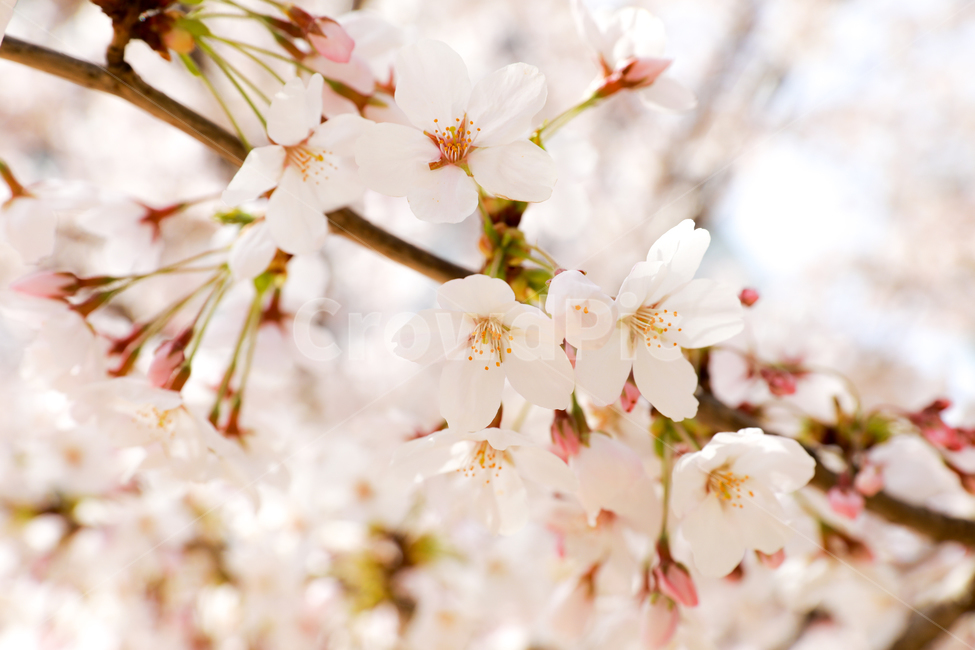봄,벚꽃,핑크색,사랑,맑음,봄,계절,spring,season,식물,자연,plants,nature,꽃,flower,plant