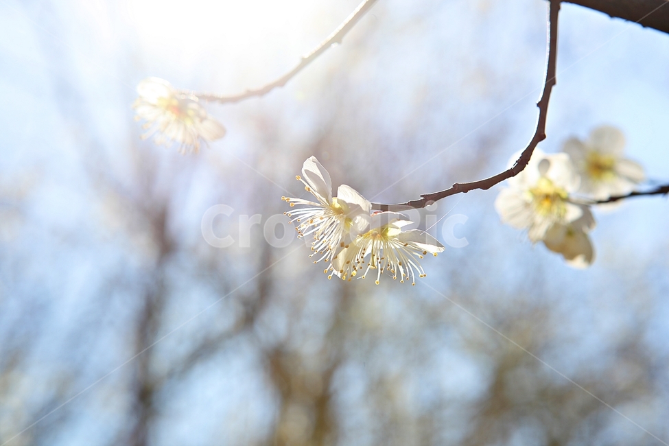 매화꽃,매화,꽃,꽃잎,봄꽃,봄,식물,자연,공원,식물,자연,plants,nature,꽃,flower