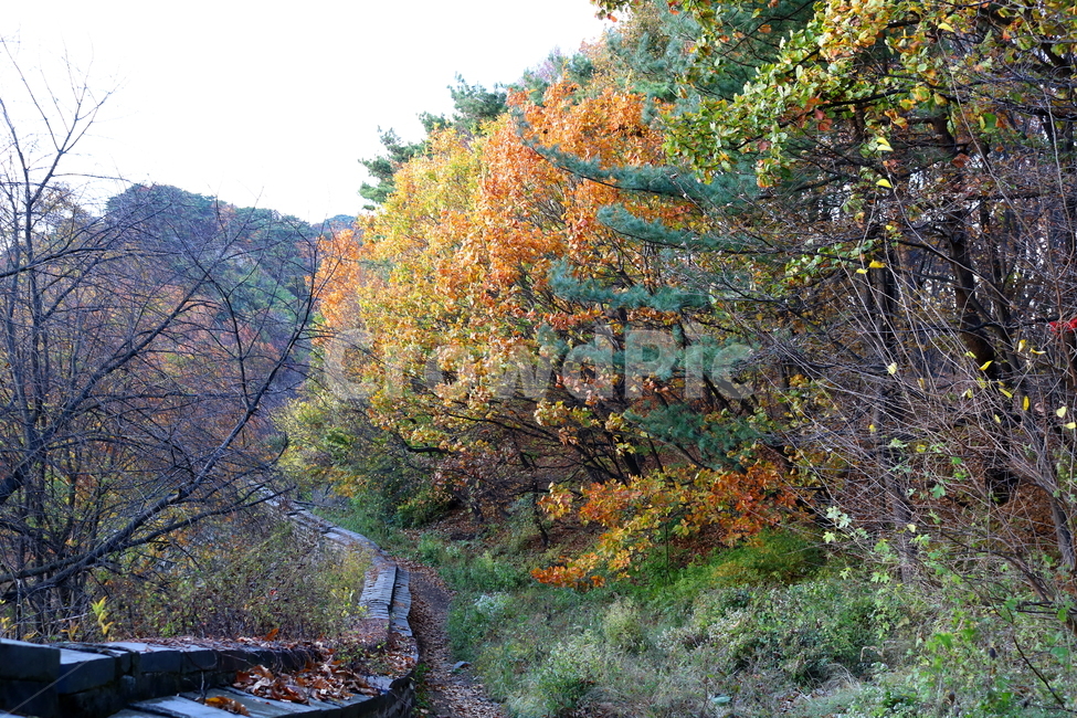 남한산성,산성,성벽,자연,풍경,가을,단풍,나무,공원,가을,계절,fall,autumn,season,tree,plant,식물