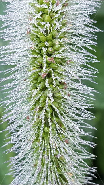 강아지풀,텃밭,이슬,식물,자연,식물,자연,plants,nature